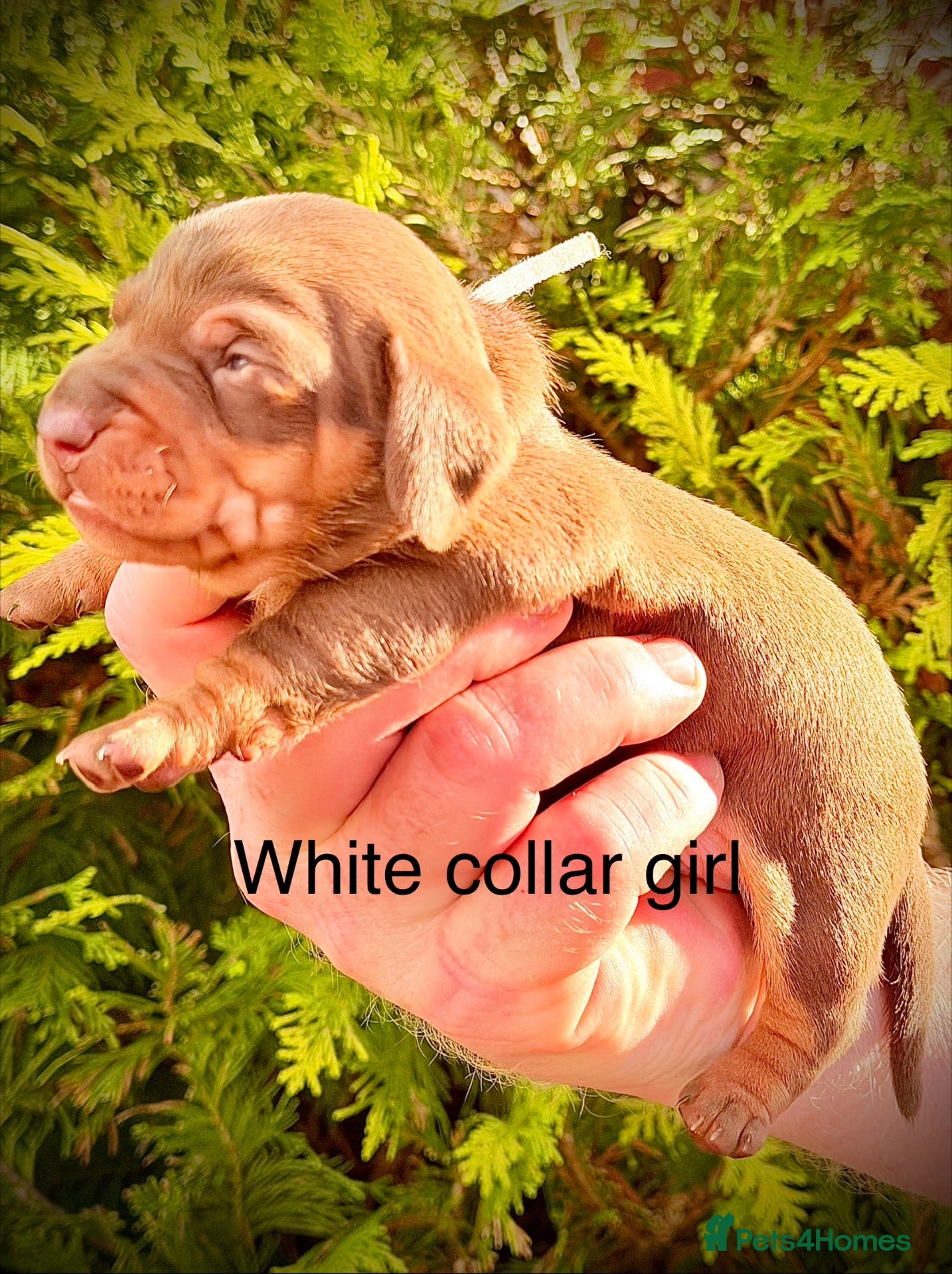 Miniature Dachshund dogs for sale: From DNA and health tested parents mini Daxi pups  - Advert 9