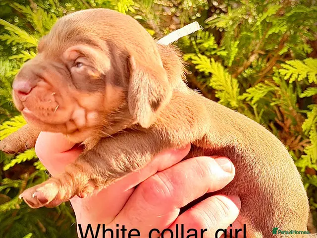 Miniature Dachshund dogs for sale: From DNA and health tested parents mini Daxi pups - Advert 9