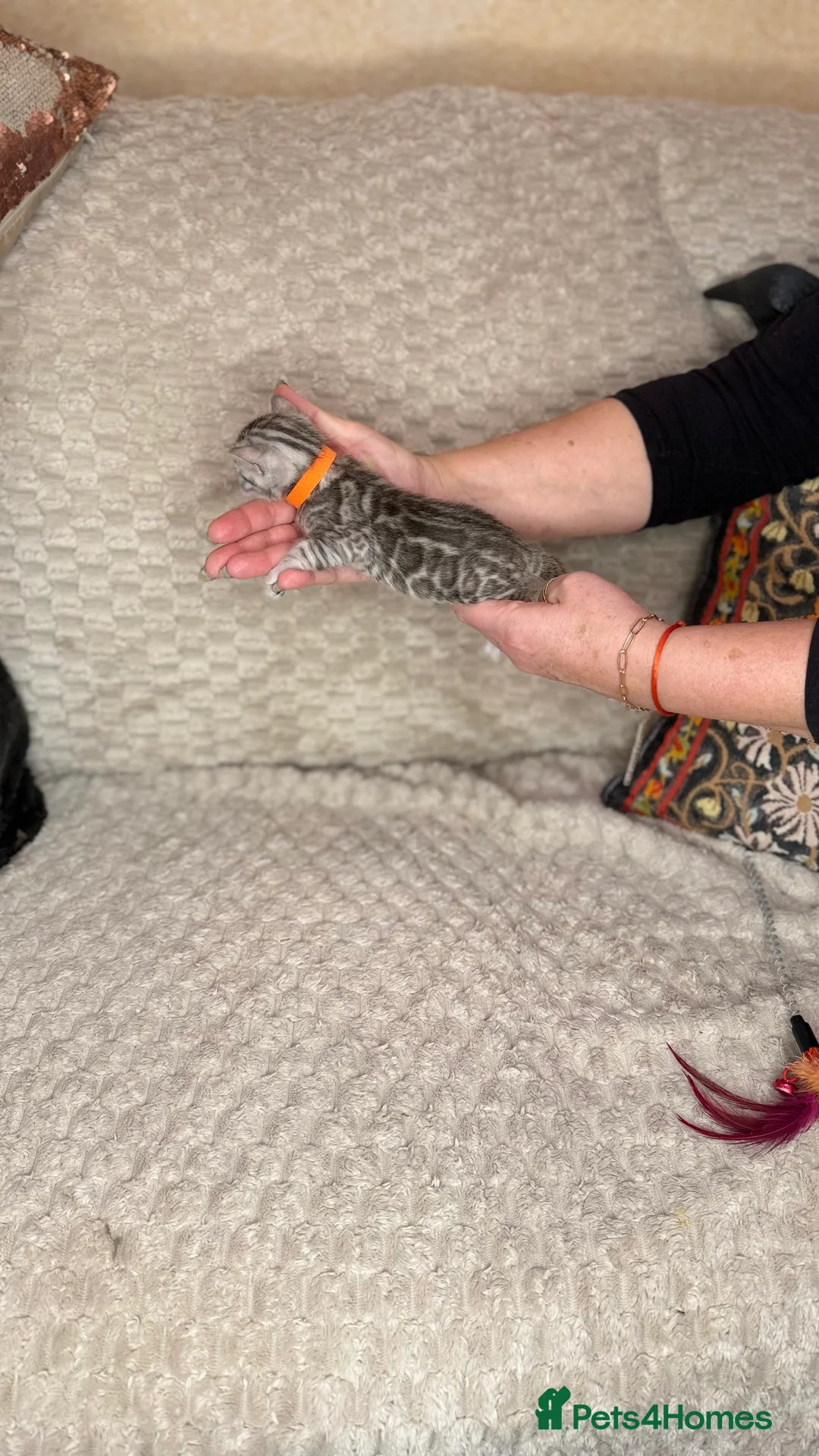 Bengal cats for sale: Pure Bengal kittens for sale just 2 boys left.  - Advert 21