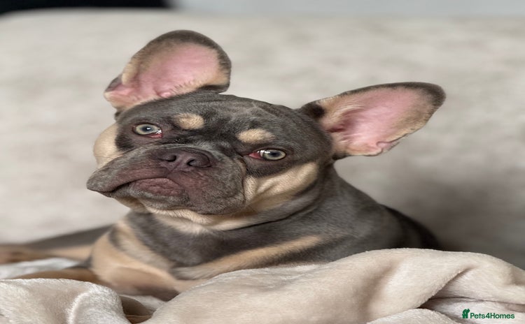 French Bulldog dogs - Advert 1