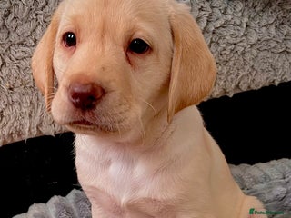 Labrador Retriever dogs - Advert 4