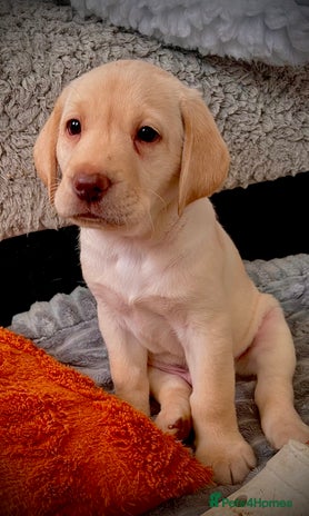 Labrador Retriever dogs - Advert 2