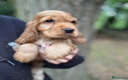 Cocker Spaniel dogs for sale: ALL GOLDEN 100% SHOW TYPE HEALTH TESTED PARENTS  - Image 17