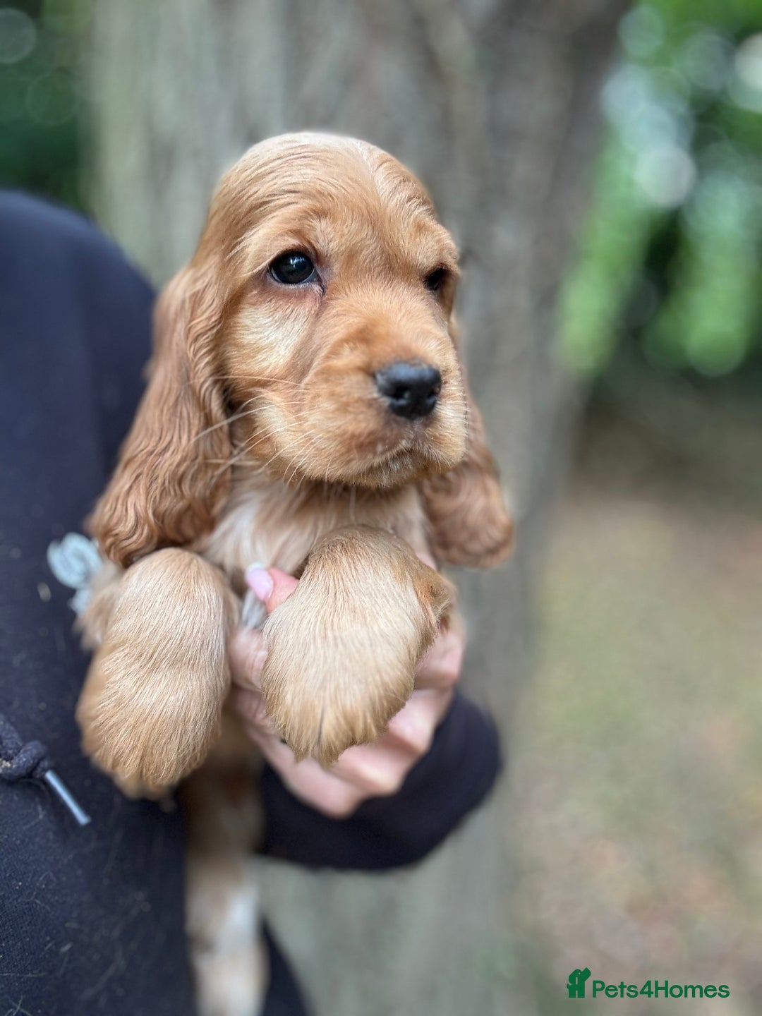 Cocker Spaniel dogs for sale: ALL GOLDEN 100% SHOW TYPE HEALTH TESTED PARENTS  - Image 17