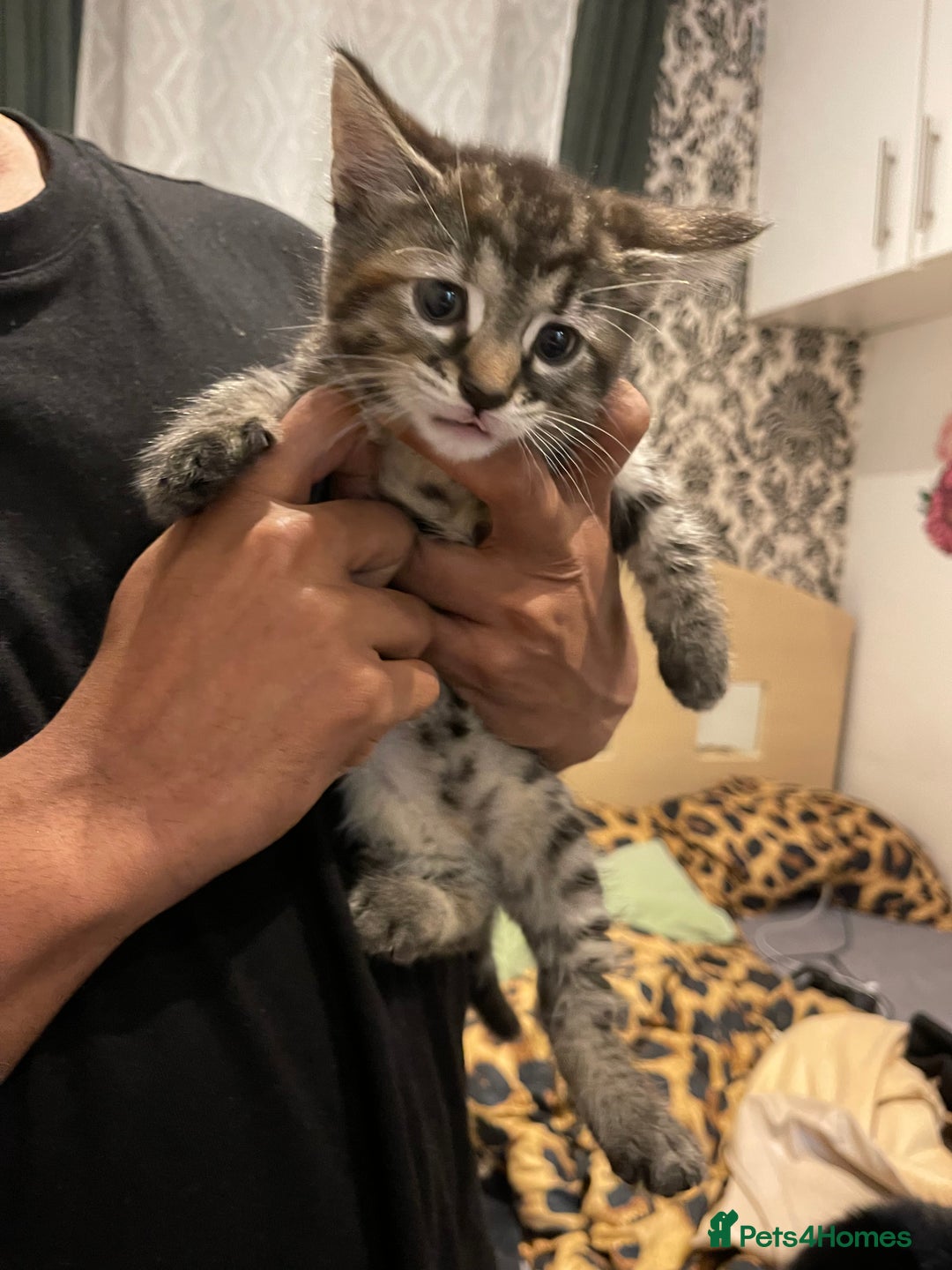 Mixed Breed cats for sale: Mix breed kittens  - Advert 6