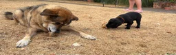 Labrador Retriever dogs for sale: Black Labrador pups, KC, dna tests, great scores - Advert 11