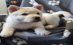 Mixed Breed dogs for sale: Chowski pups - Image 14