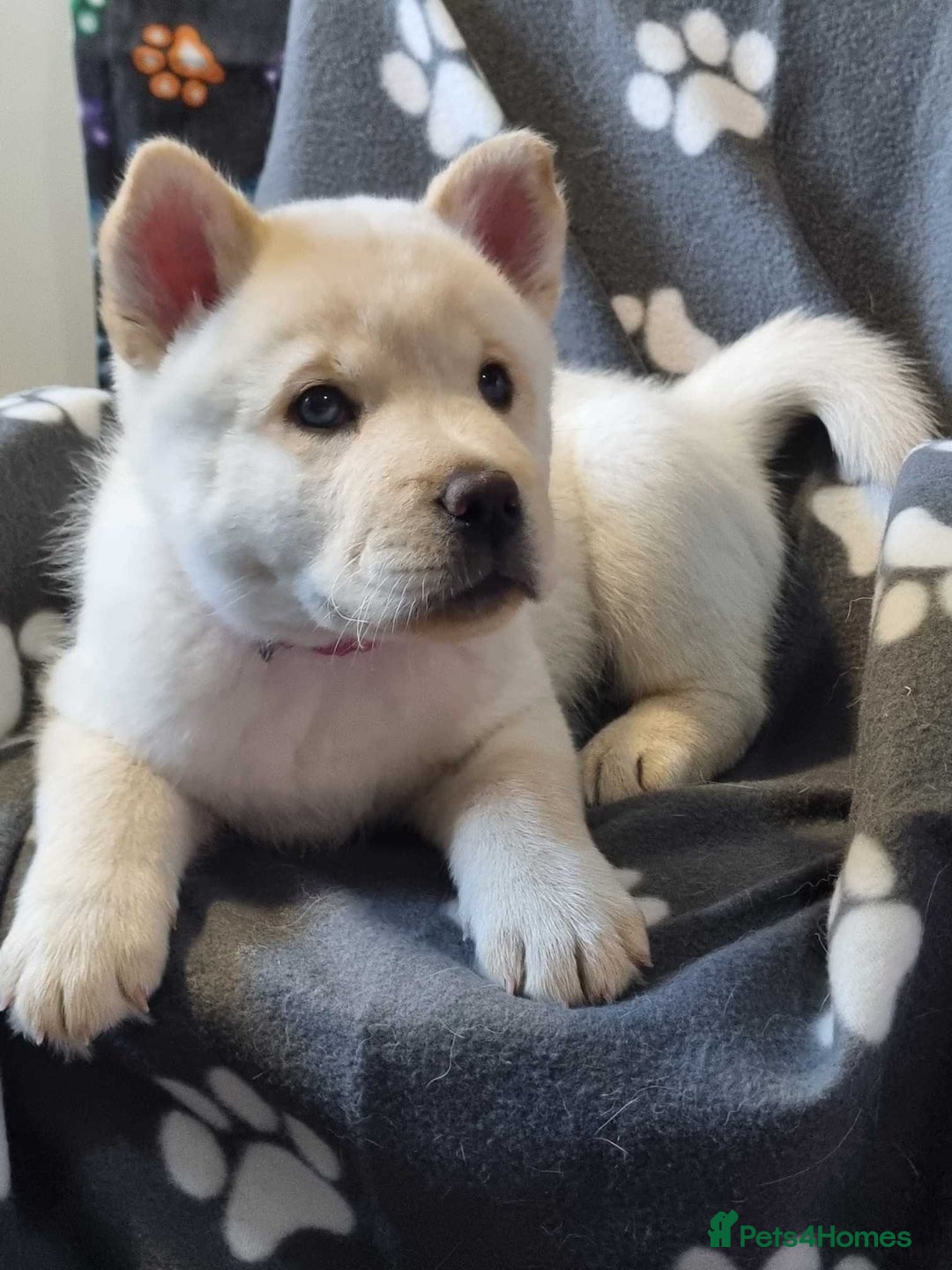 Mixed Breed dogs for sale: Chowski pups - Image 14