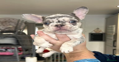 French Bulldog dogs - Advert 6