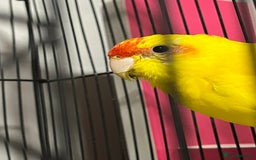 Parakeets birds for sale: Beautiful Kakariki boy - Image 5