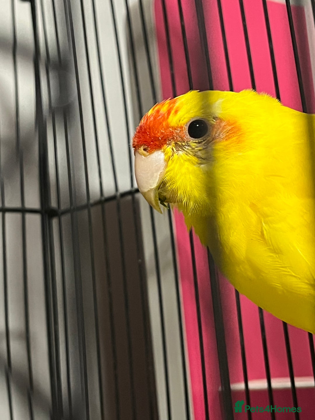 Parakeets birds for sale: Beautiful Kakariki boy - Image 5