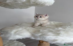 British Shorthair cats for sale: Golden Blue British Shorthair kittens  - Image 17