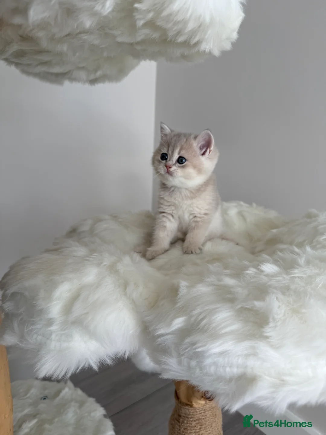 British Shorthair cats for sale: Golden Blue British Shorthair kittens  - Advert 17