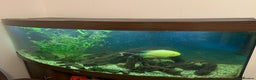 Other/Mixed Breed fish for sale: Fish and fish tank with filter and full set up. - Advert 1