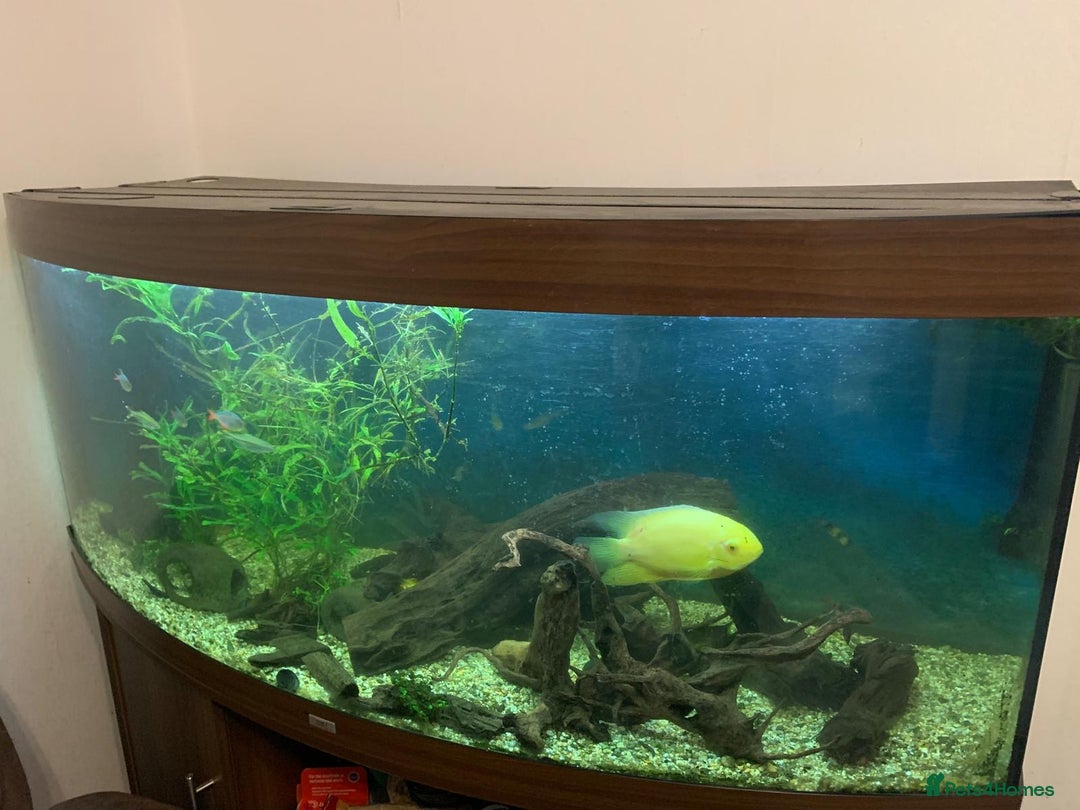 Other/Mixed Breed fish for sale: Fish and fish tank with filter and full set up. - Advert 1