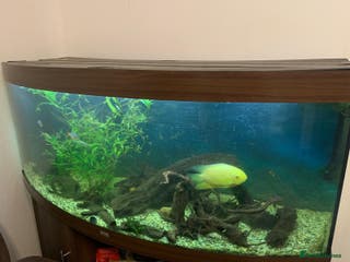 Other/Mixed Breed fish Fish and fish tank with filter and full set up. - Advert 9