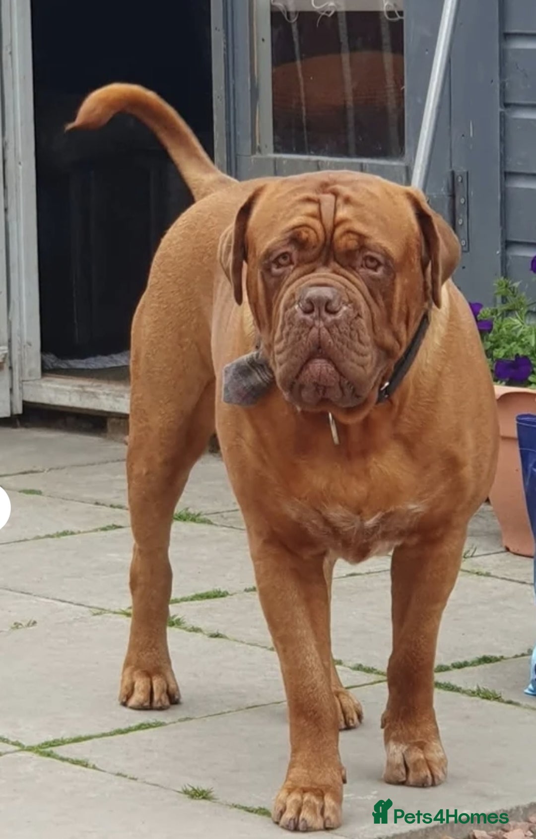 Dogue De Bordeaux dogs for stud: Big Dougie - Advert 4
