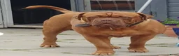 Dogue De Bordeaux dogs for stud: Big Dougie - Advert 4