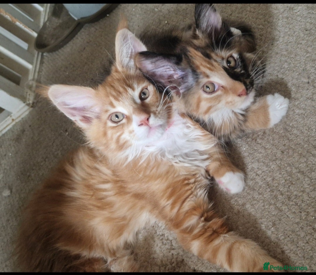 Maine Coon cats Magnificent Maine Coons - Advert 2
