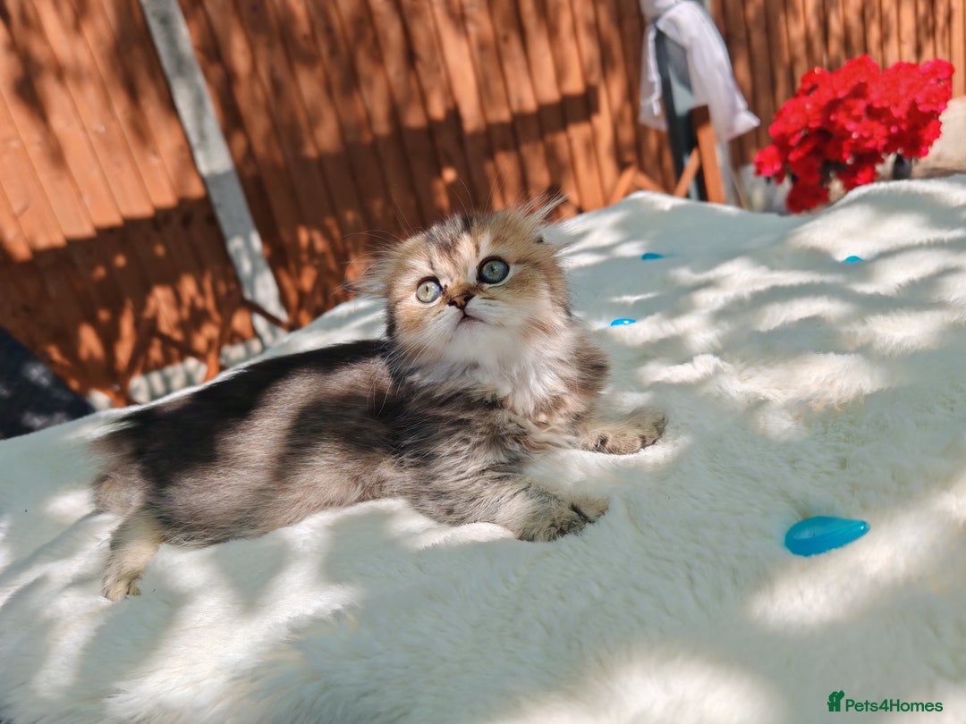 Scottish Fold cats for sale: Ordish street 21 in Burton-on-Trent - Image 6