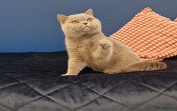 British Shorthair cats for stud: Amasing British Shorthair Lilac for stud - Image 16