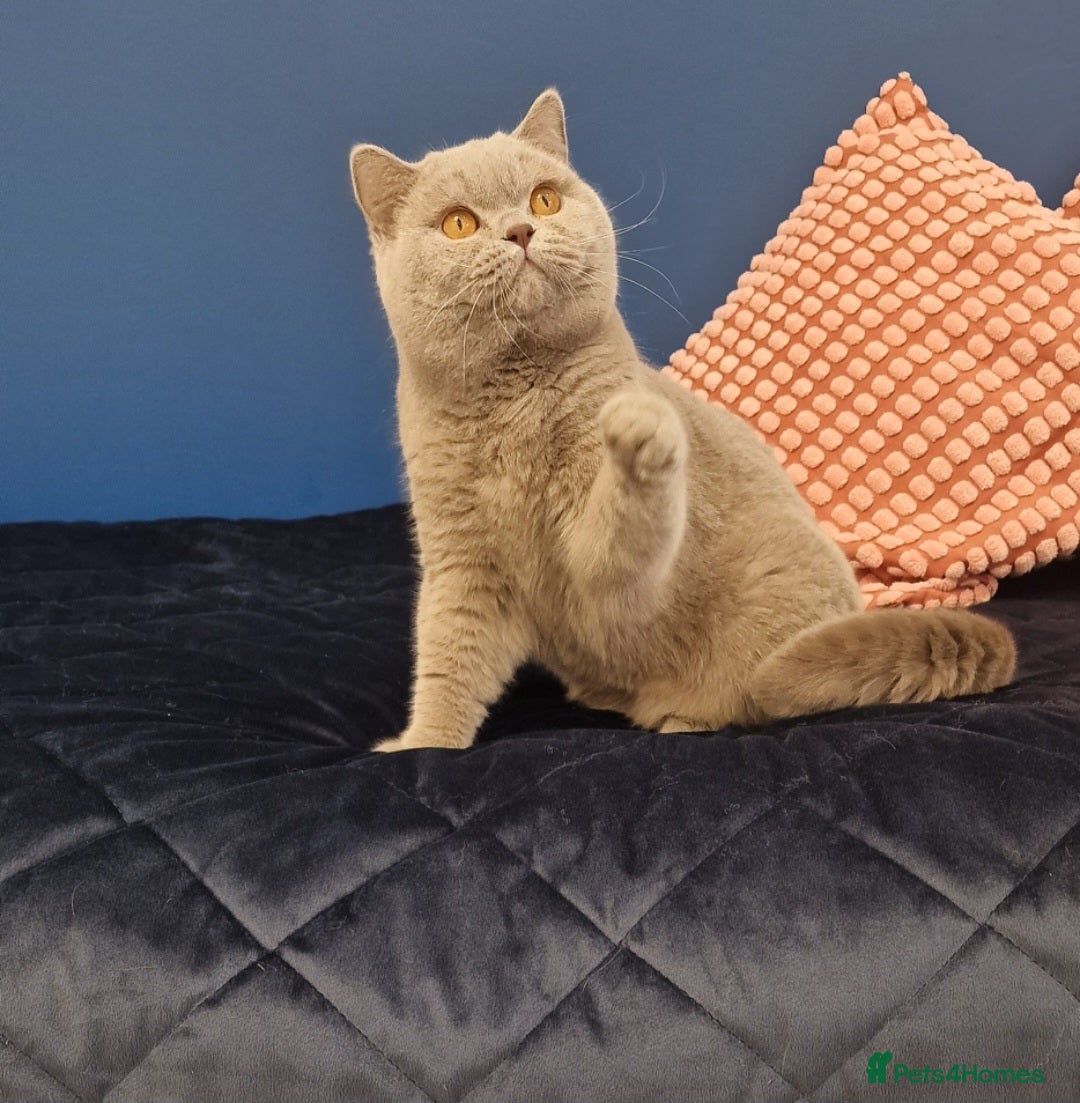 British Shorthair cats for stud: Amasing British Shorthair Lilac for stud - Image 16