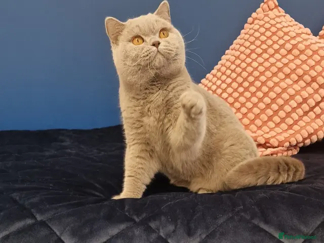 British Shorthair cats for stud: 🌟Exclusive Import ⭐World-Class Type🌟 - Advert 13