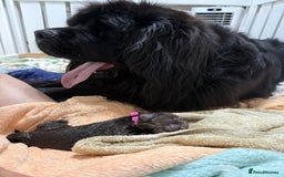 Newfoundland dogs for sale: KC registered Newfoundland Puppies. Health tested - Image 18
