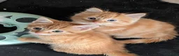 Mixed Breed cats for sale: Stunning Fluffy Tabby Kittens! - Advert 6