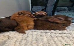 Pomeranian dogs for sale: 5 short snout teddy pom babies  - Image 13
