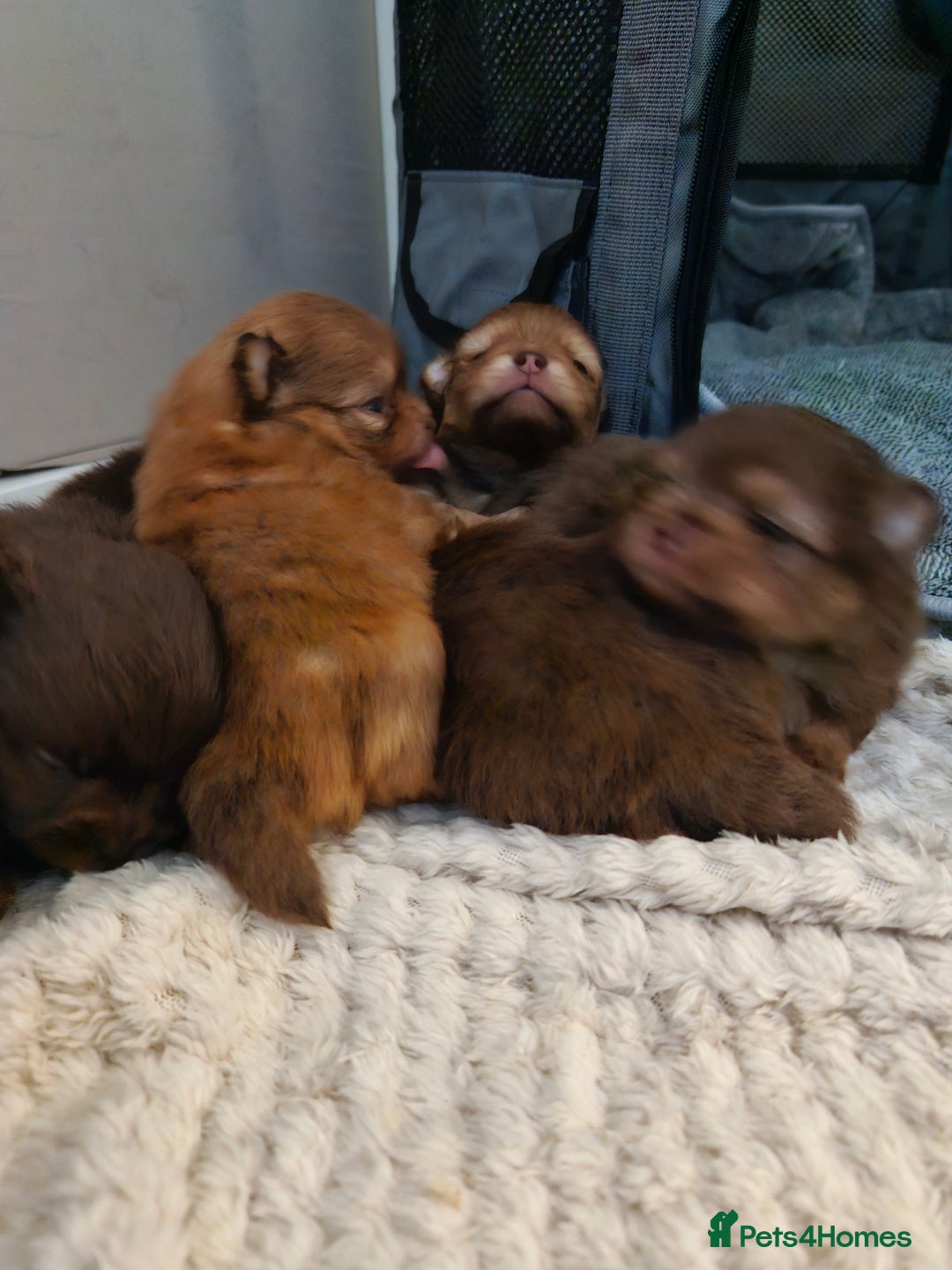 Pomeranian dogs for sale: 5 short snout teddy pom babies  - Image 13