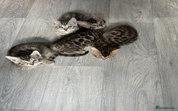 Bengal cats for sale: 🐾 Kittens Looking for a Loving Home! 🐾 - Image 7