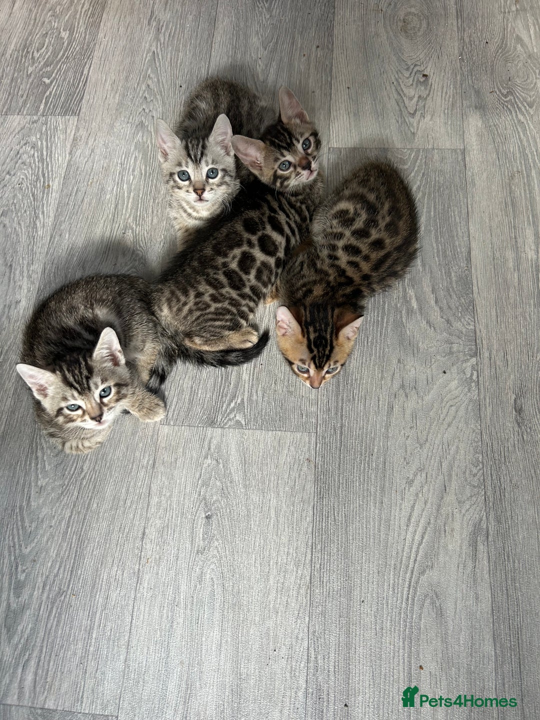 Bengal cats for sale: 🐾 Kittens Looking for a Loving Home! 🐾 - Image 7