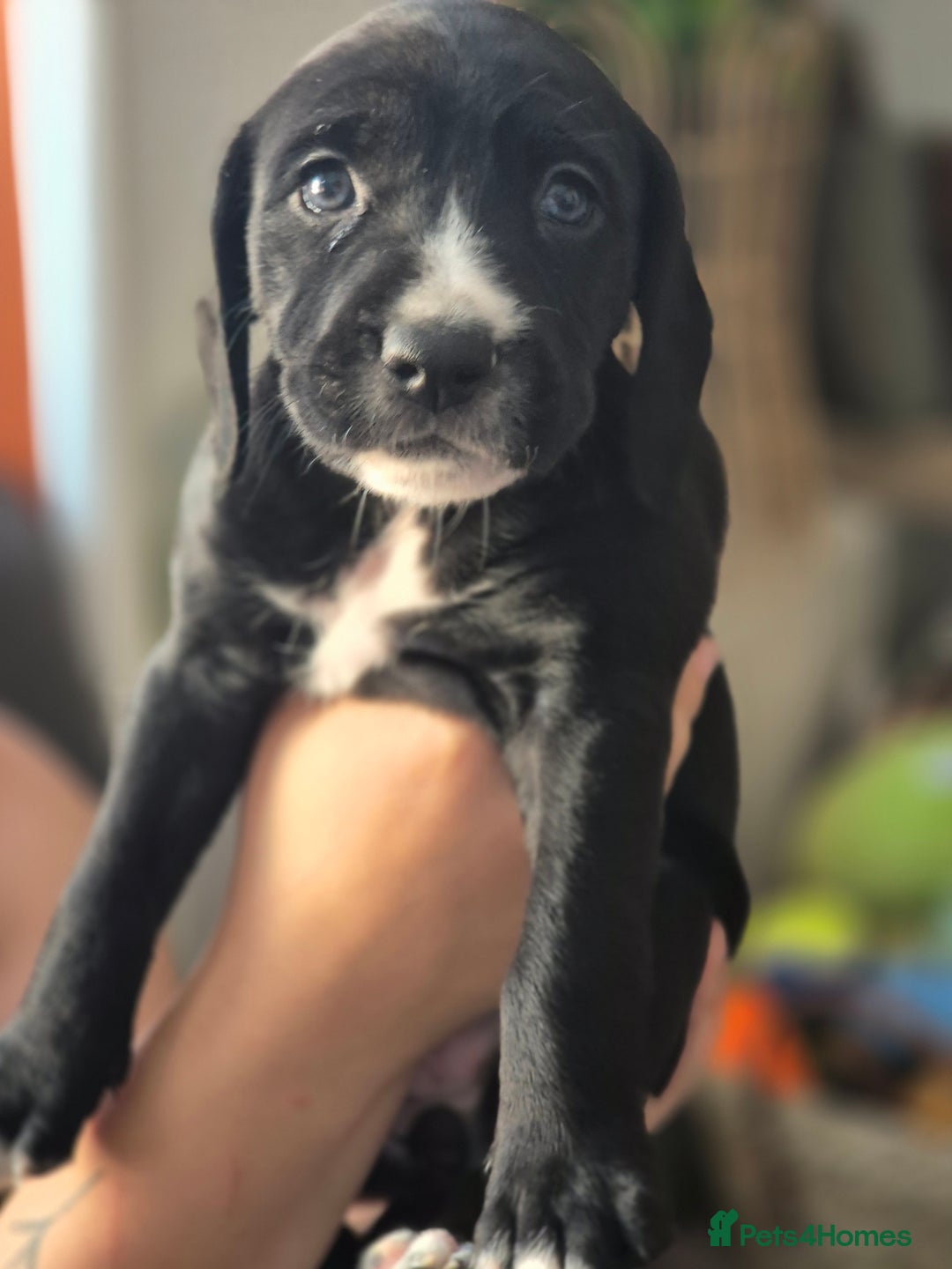 Staffordshire Bull Terrier dogs for sale: Staffie x Cockapoo puppies - Image 8