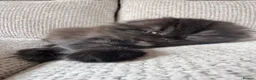 Scottish Fold cats for sale: Beautiful Scottish Fold Kittens 🐾 in Huntingdon - Advert 12