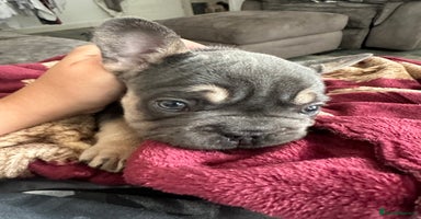 French Bulldog dogs - Advert 3