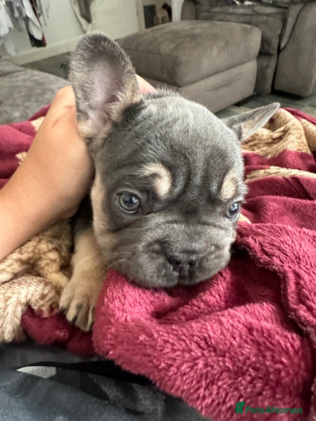 French Bulldog dogs for sale: Beautiful French Bulldog litter  - Image 3