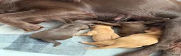 Cocker Spaniel dogs for sale: 4 female Working Kc Registered cocker spaniel pups - Advert 4