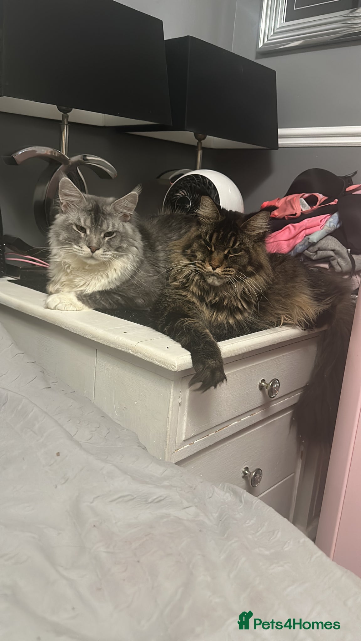 Maine Coon cats for sale: Stunning Maine Coon Litter Of Kittens  in Billericay - Advert 10