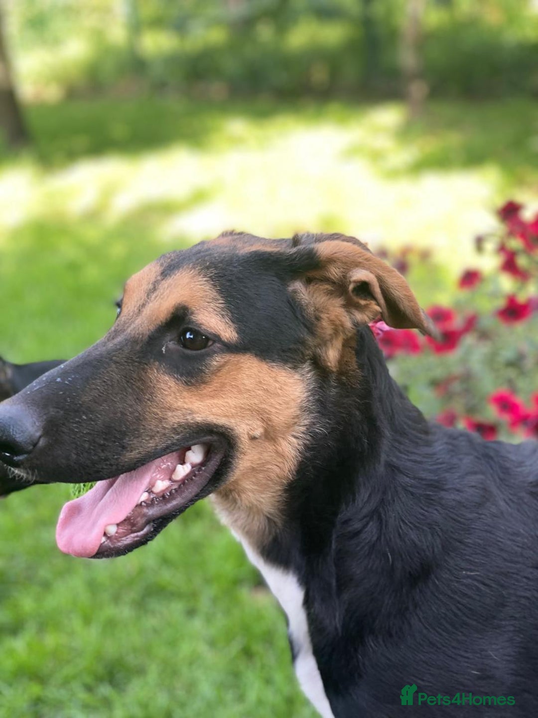 Mixed Breed dogs for adoption: 💙🐶 BRUNO 🐶💙 - Image 12
