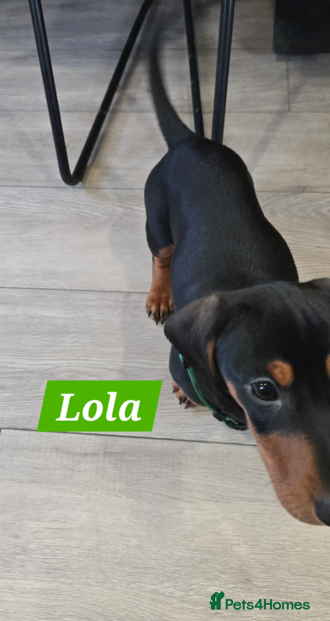 Dachshund dogs for sale: Beautiful Daxis - Advert 5