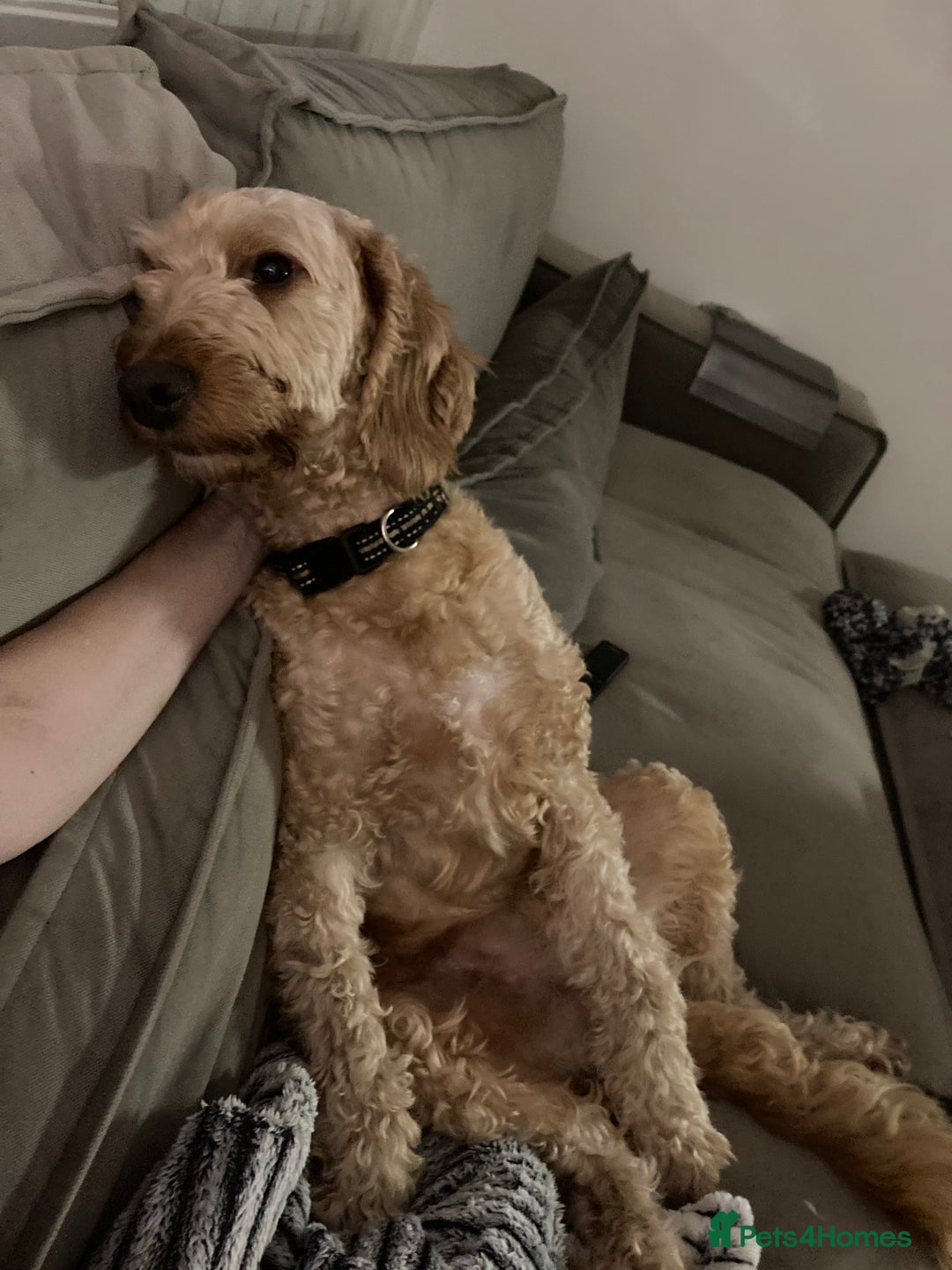 Labradoodle dogs for sale: Django, 5 year old labradoodle for sale - Advert 3