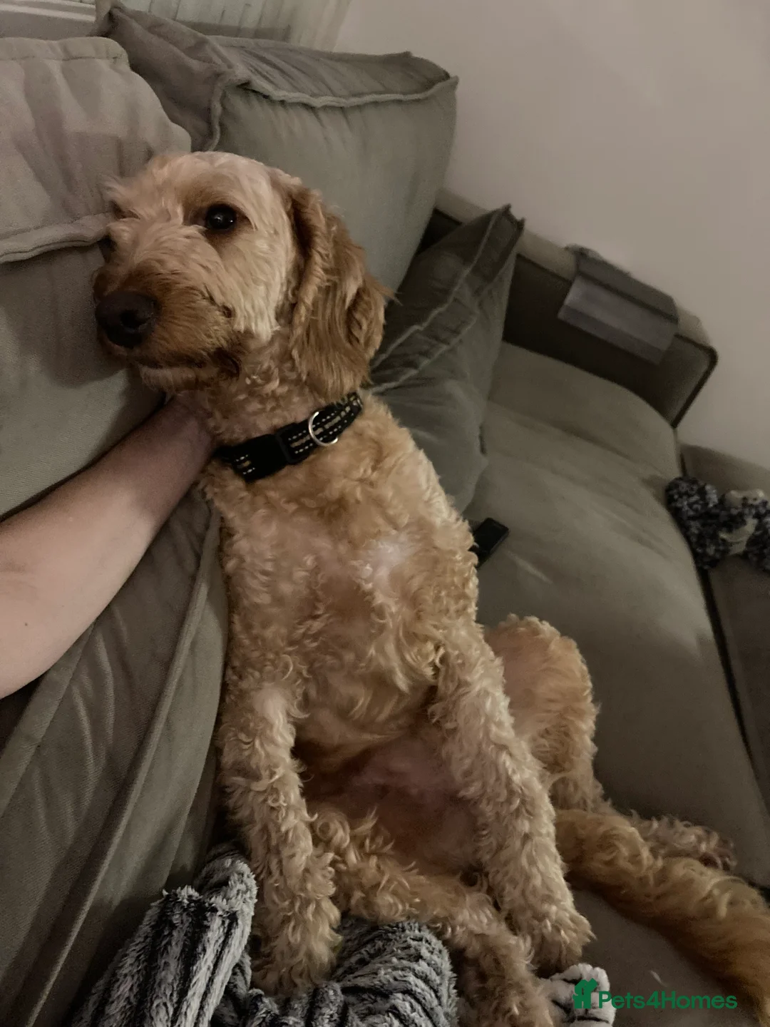 Labradoodle dogs for sale: Django, 5 year old labradoodle for sale - Advert 3