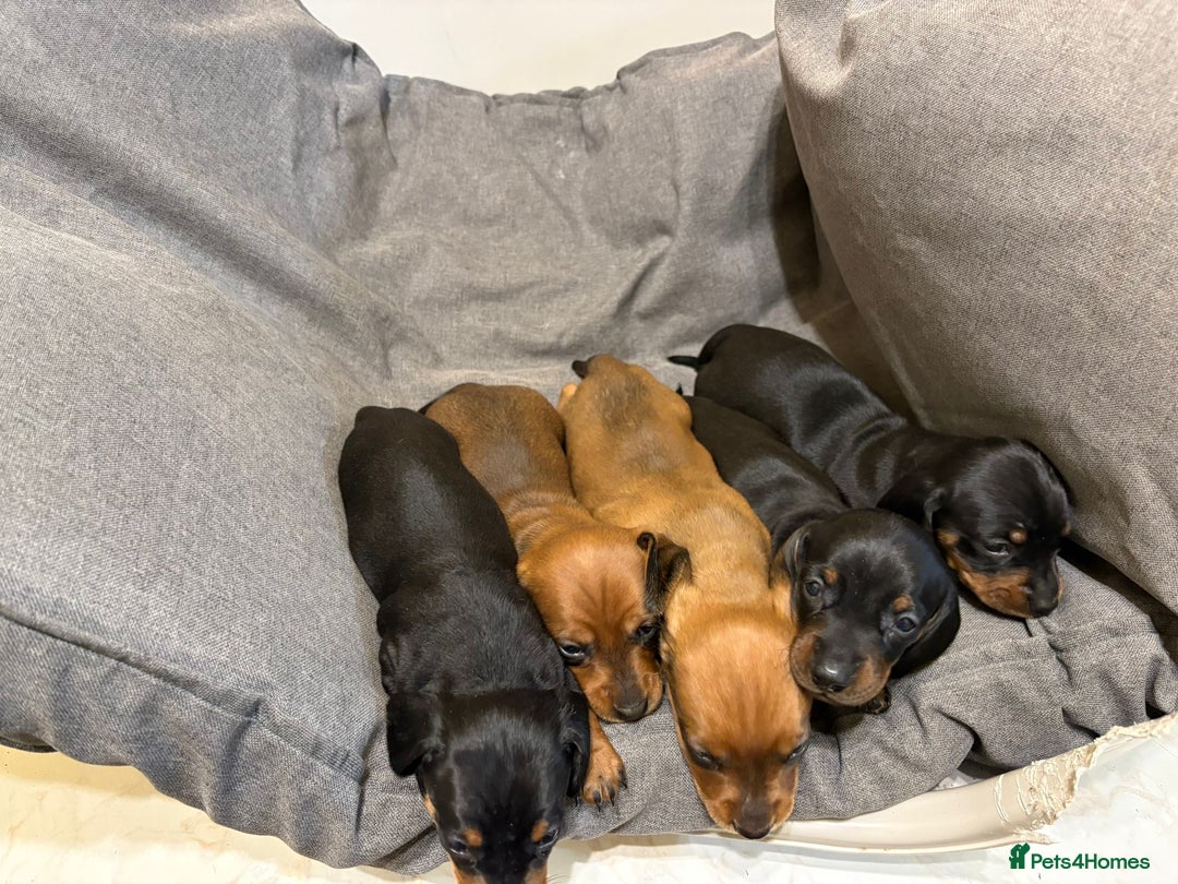 Dachshund dogs for sale: Miniature/standard dachshund puppies - Advert 4