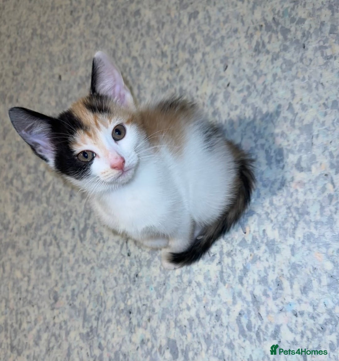 Mixed Breed cats for sale: 2 Kittens - Image 4