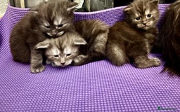 Maine Coon cats for sale: 🐾 Russian Maine Coon Kittens – TICA Registered 🐾 - Image 31