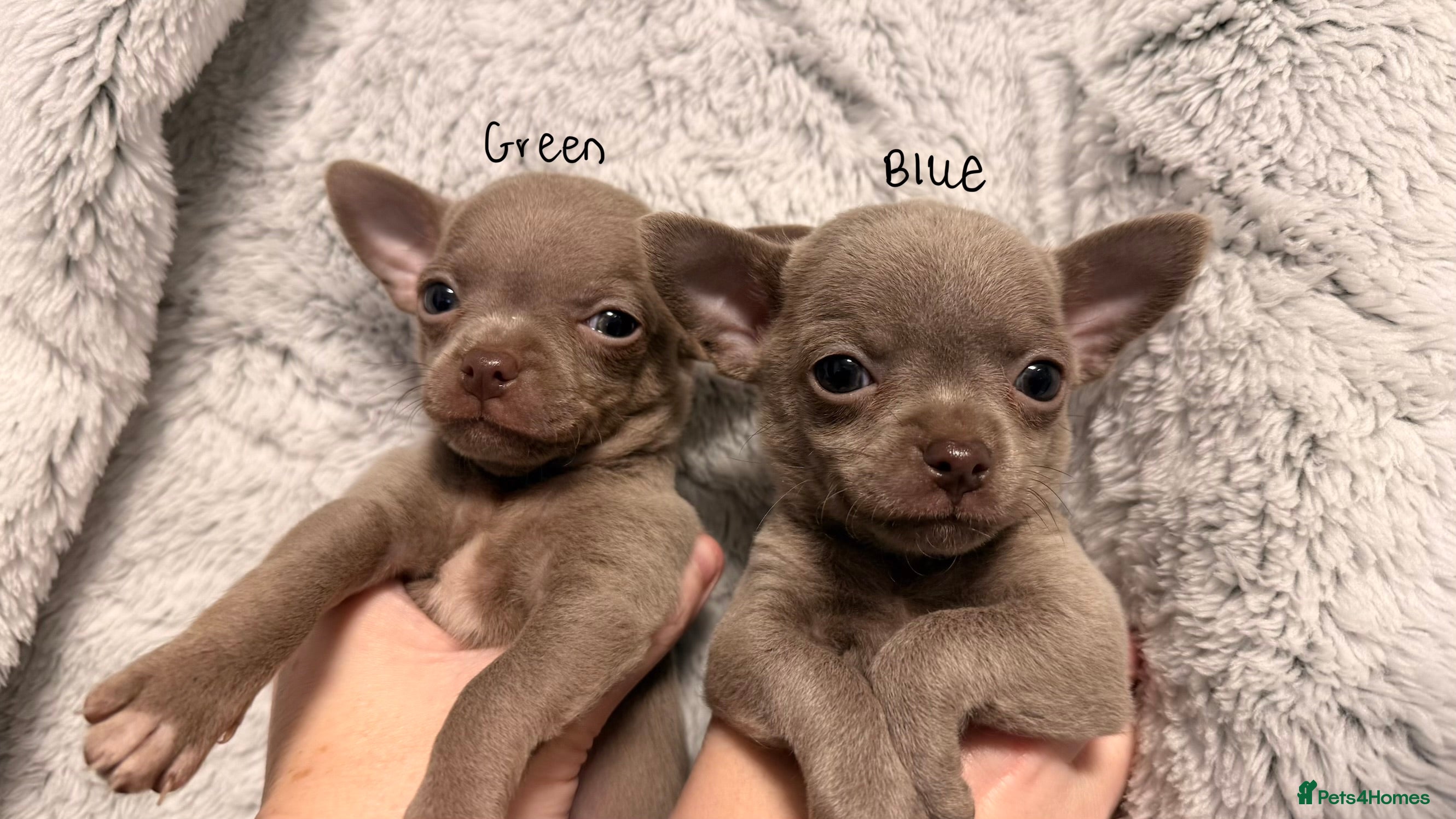 Chihuahua dogs Lilac & Blue Chihuahuas – Gorgeous Little Pups - Advert 1