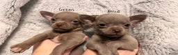 Chihuahua dogs for sale: Three Boy Chihuahuas | Lilac & Blue | Ready - Advert 2