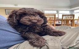 Australian Labradoodle dogs for sale: Pure Australian Labradoodles - READY TO LEAVE  - Image 5