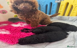 Miniature Poodle dogs for sale: DNA H/Tested Miniature poodle  - Image 10